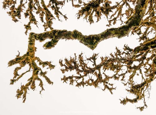 Dead branch of a laurel tree