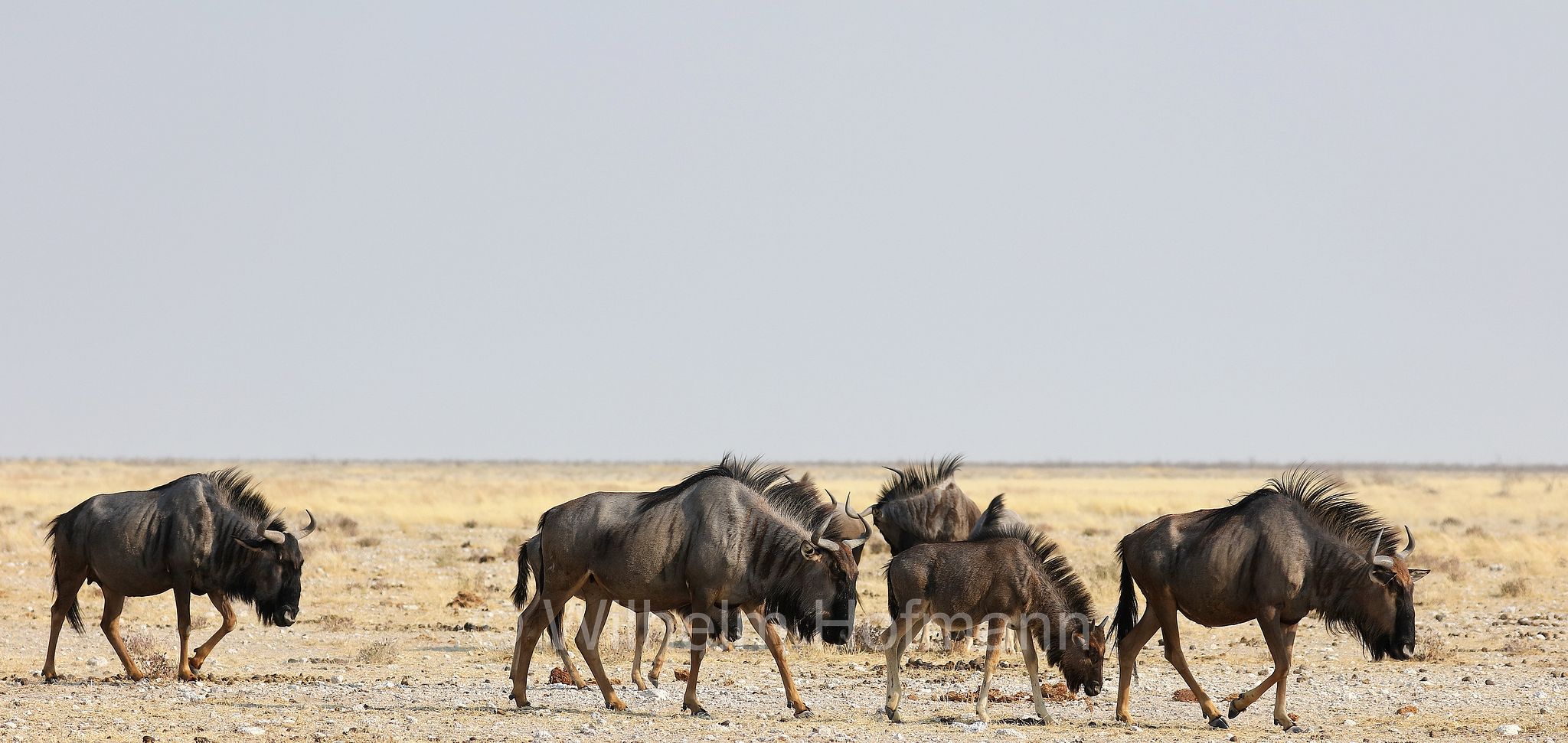 blue wildebeest, common wildebeest, white-bearded gnu, brindled gnu, Streifengnu, Blaues Gnu, gnu striato, gnu comune, gnu dalla barba bianca, gnu blu, connochaetes taurinus, Etosha-Nationalpark, Etosha National Park, parco nazionale d'Etosha, Namibia