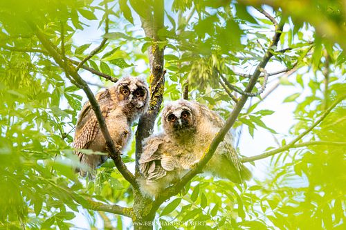 Asio otus - Long-eared Owl
