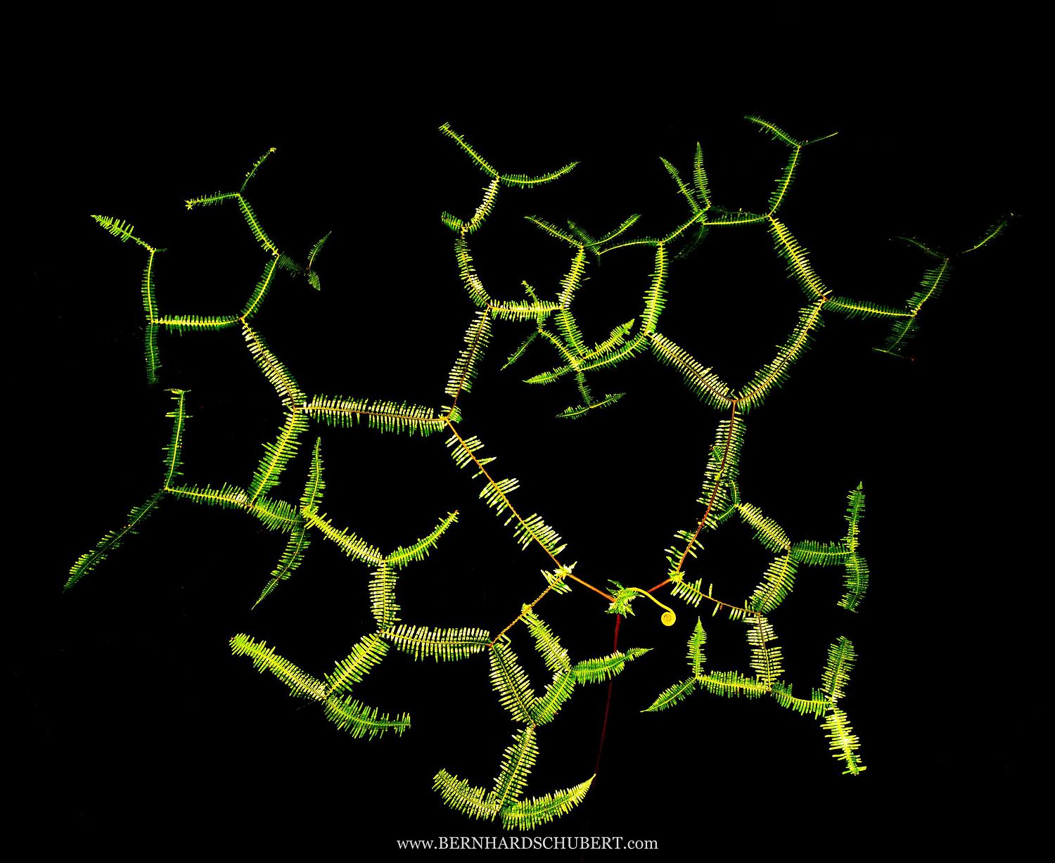Branched