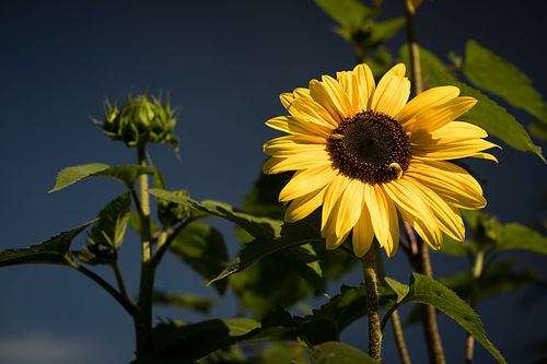 Im HEKS Garten Burgdorf