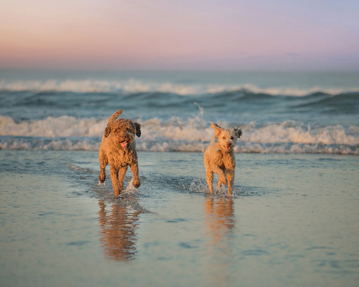 san-diego-dog-photographer