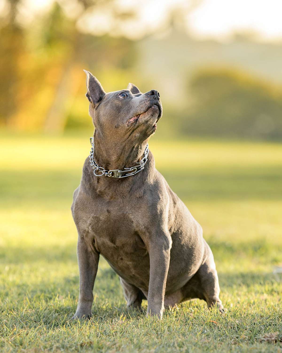 balboa-park-dog-photographer