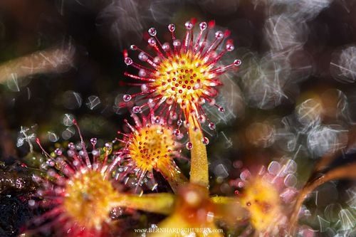 Drosera rotundifolia – Rundblättriger Sonnentau