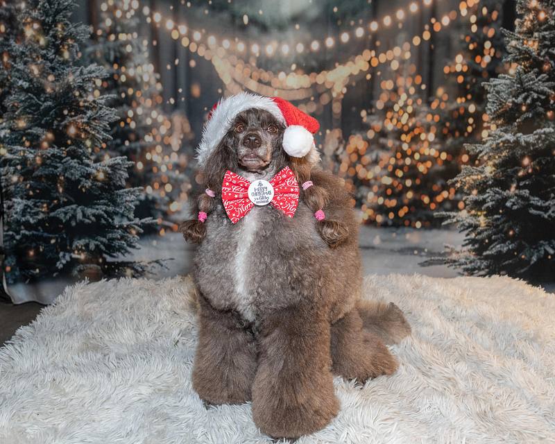 Christmas Canines - Lathalmond