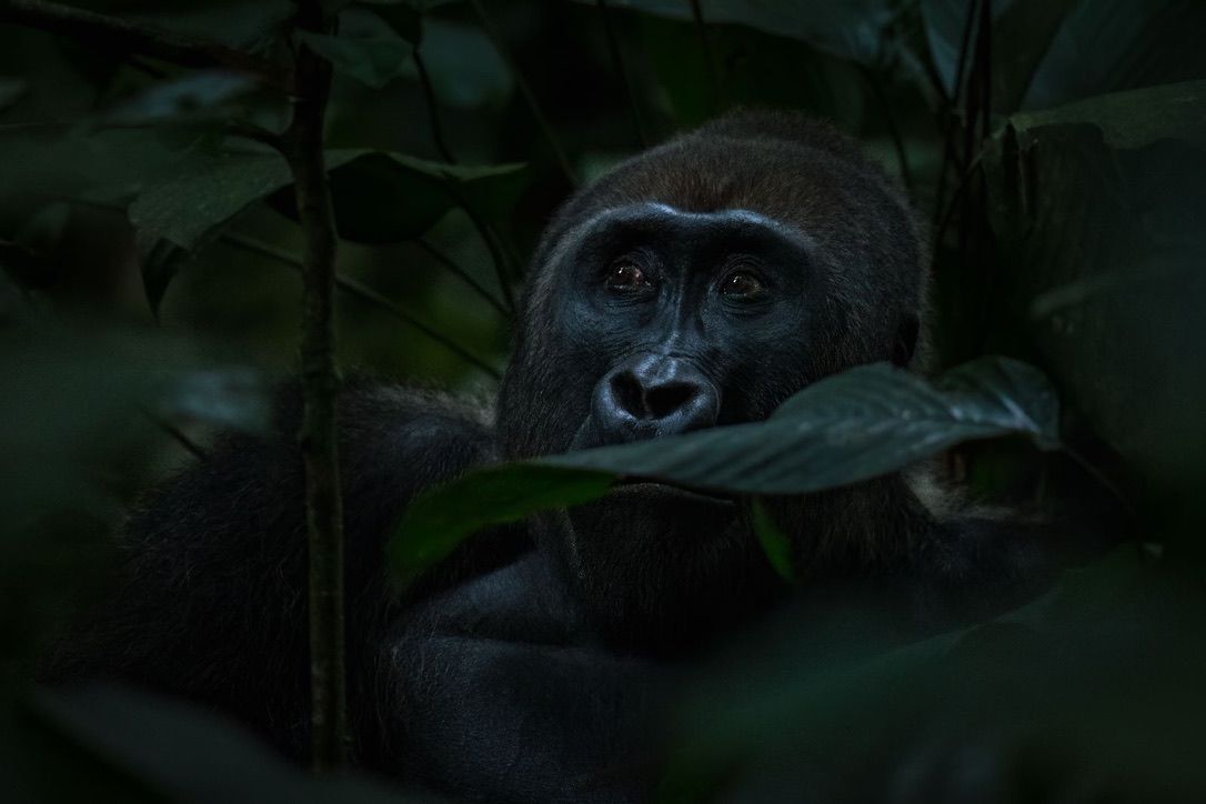 West Lowland Gorilla, Republic of Congo, Gorilla gorilla gorilla