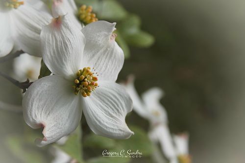 Cemetery's Renewed Hope
