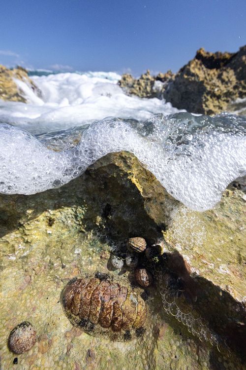 Acanthopleura granulata - Fuzzy chiton