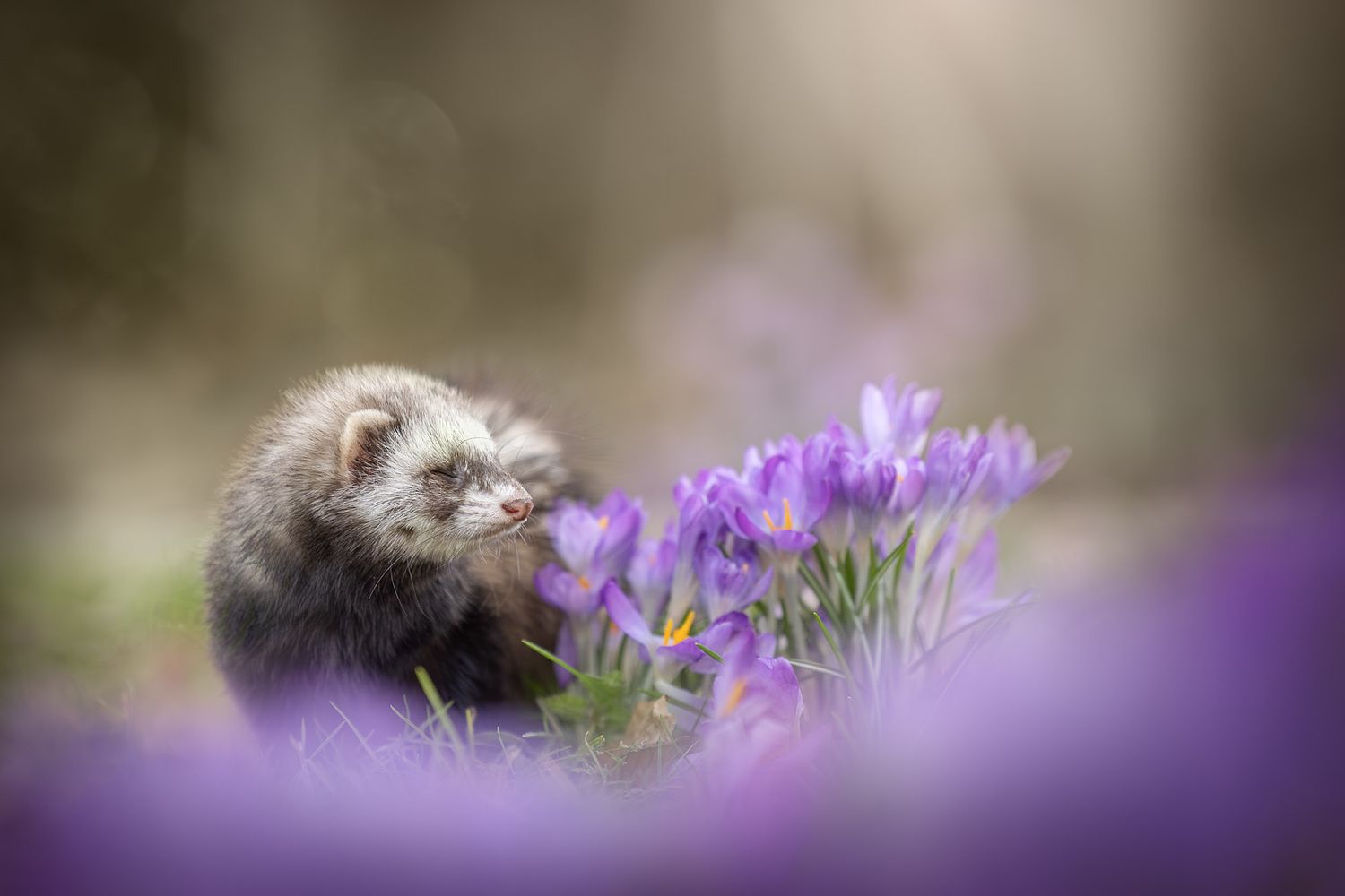 NLS Dierenfotografie
