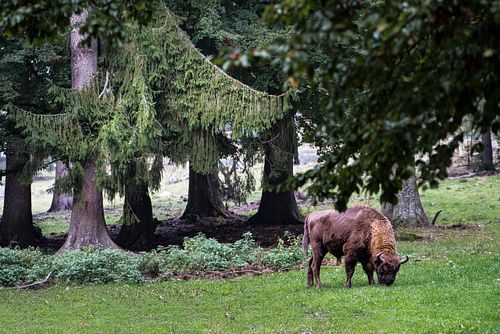 Im Nationalpark Lusen