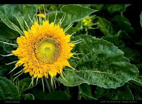 Im HEKS-Garten Burgdorf