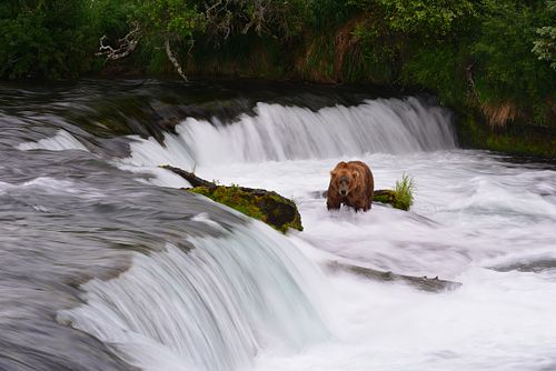 Best place for bear photography workshop & tour in the US.  Located in Katmai National Park, Brooks Camp, Brooks Falls, & Kodiak, Alaska, United States.