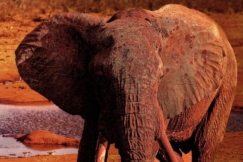 Eléphant à Tsavo au Kenya