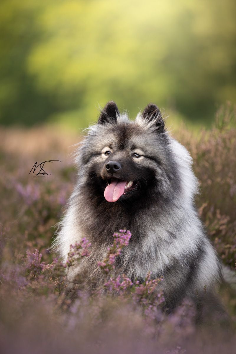 Portretfoto van Wolfskees in heide met paarse bloemen en groen gele achtergrond