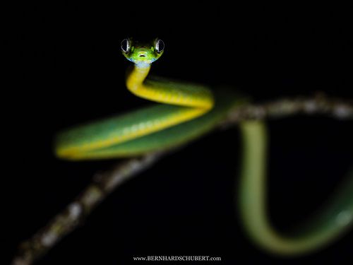 Boiga cyanea – Grüne Nachtbaumnatter