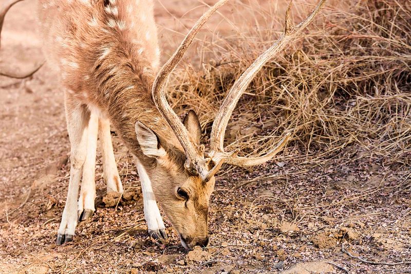 Essential Steps Before Buying Your First DSLR Camera