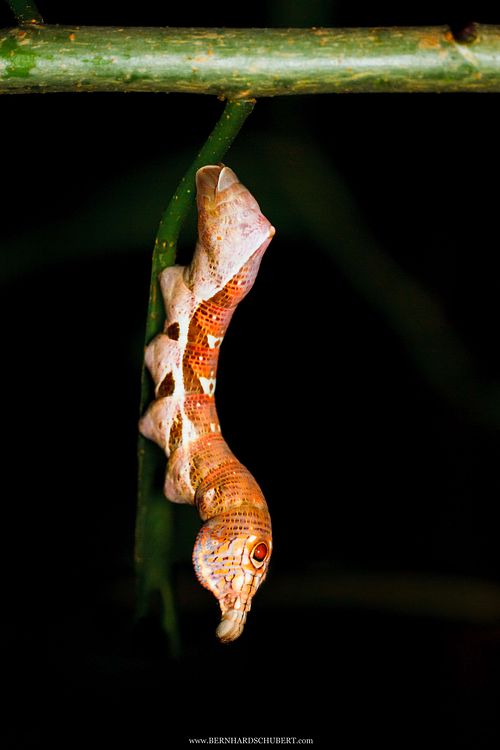 Elibia dolichus - Large-banded hawk moth