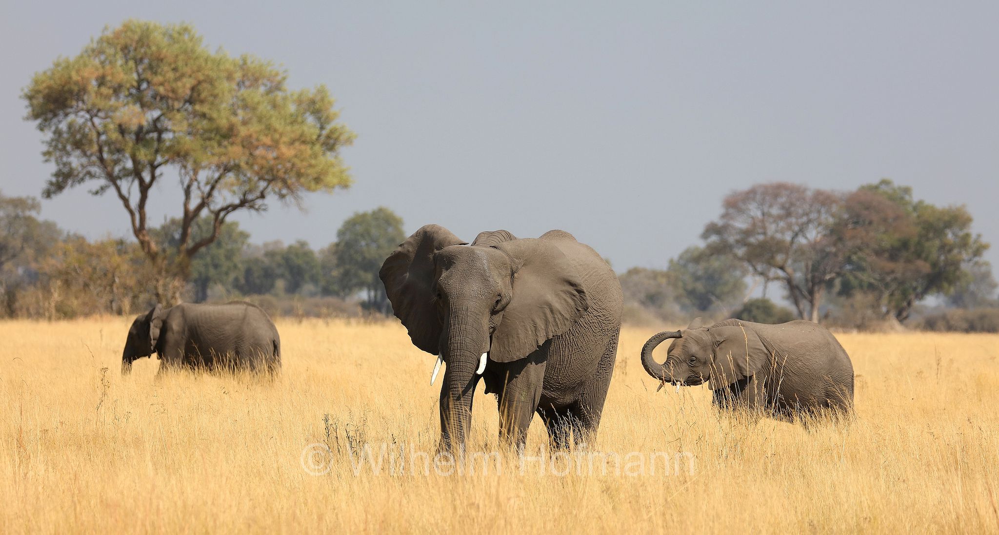 African bush elephant, African savanna elephant, Afrikanischer Elefant, Afrikanischer Buschelefant, Afrikanischer Savannenelefant, Afrikanischer Steppenelefant, elefanto africano, elefanto africano di savana, Moremi Game Reserve, Moremi-Wildreservat, Okavango Delta, Okavango Grassland, Botswana, Republik Botsuana