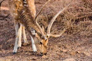 Please excuse “Wildlife Photography”