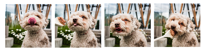 Let's Bark About It: Celebrations 🎉