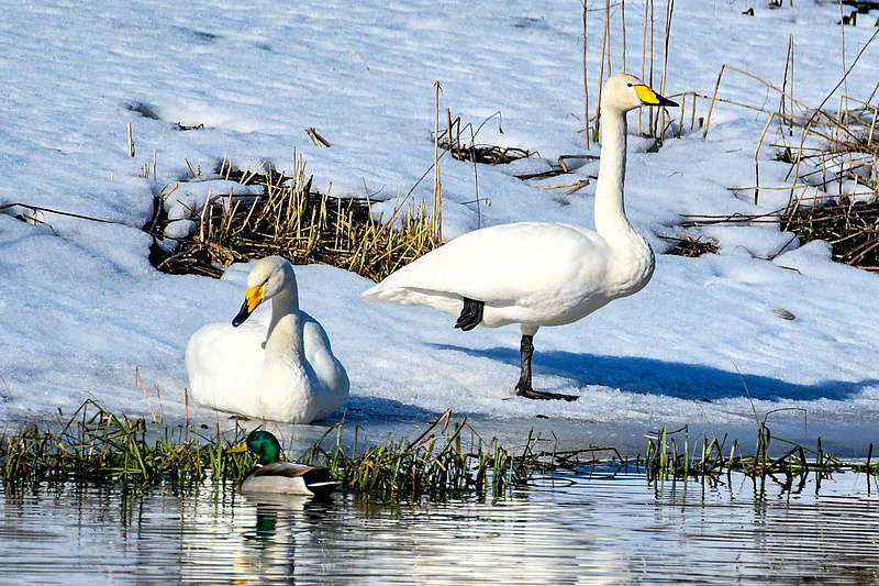 Väikeluikede kevadised toimingud