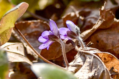 #kevadoied#sinililled#loodus