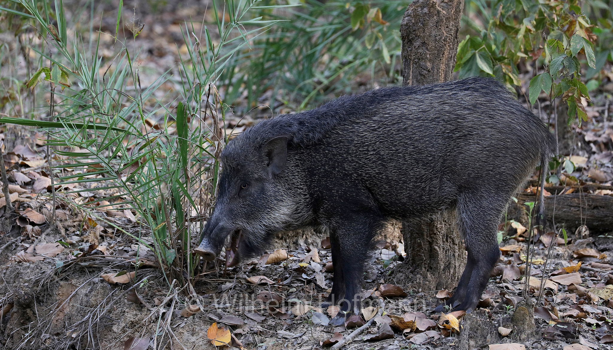 Indian boar, Moupin pig, Indisches Wildschwein, cinghiale indiano, Sus scrofa cristatus, Kanha National Park, Kanha-Nationalpark, parco nazionale di Kanha, Madhya Pradesh, India, Indien