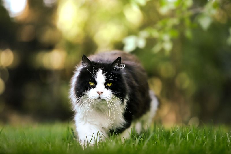 Katzen