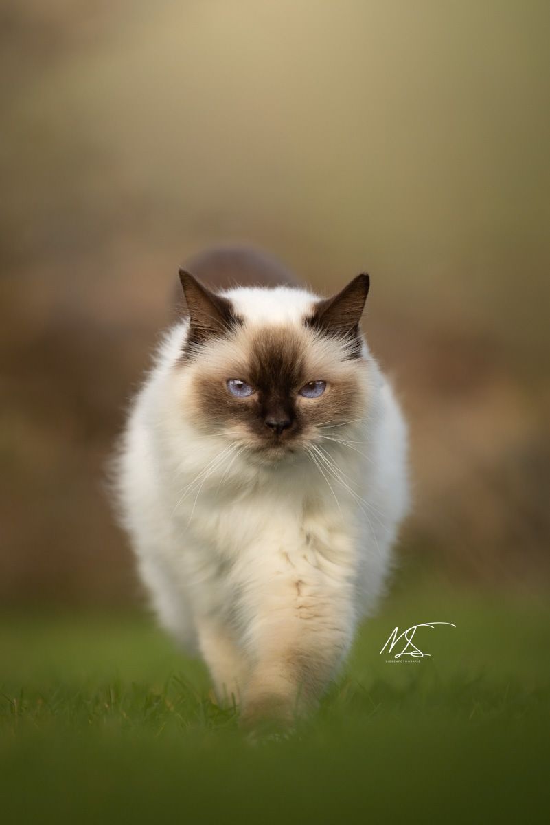 Heilige Birmaan die in gras loopt