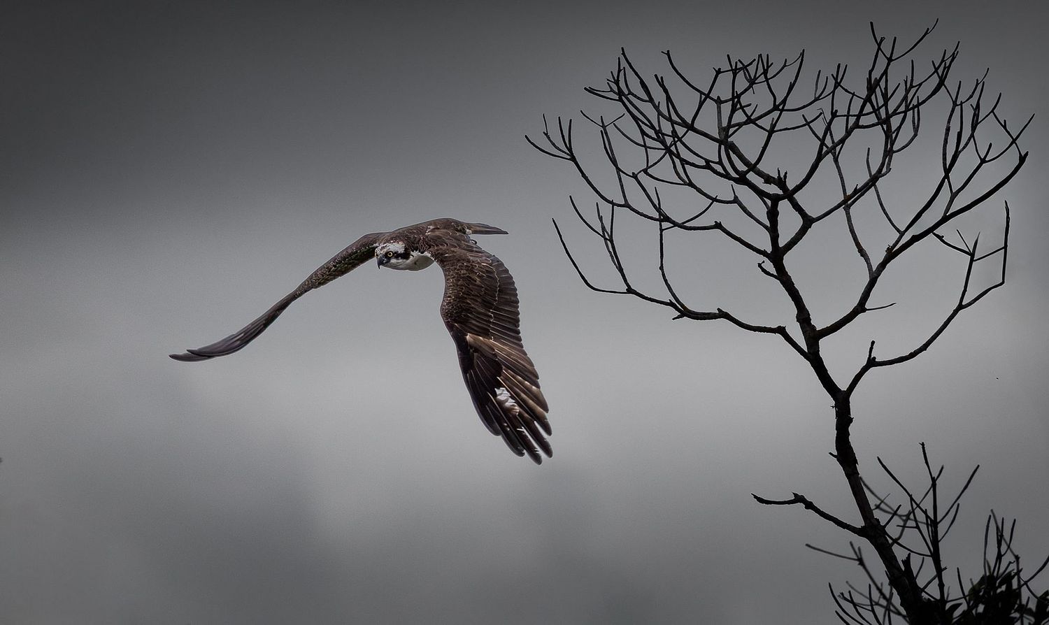 Steve Barnes Photography