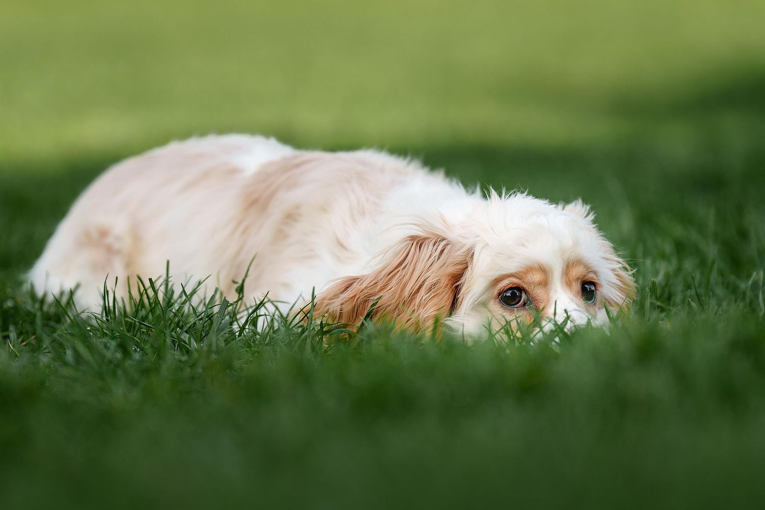 A sweet cocker spaniel laying down in the grass.