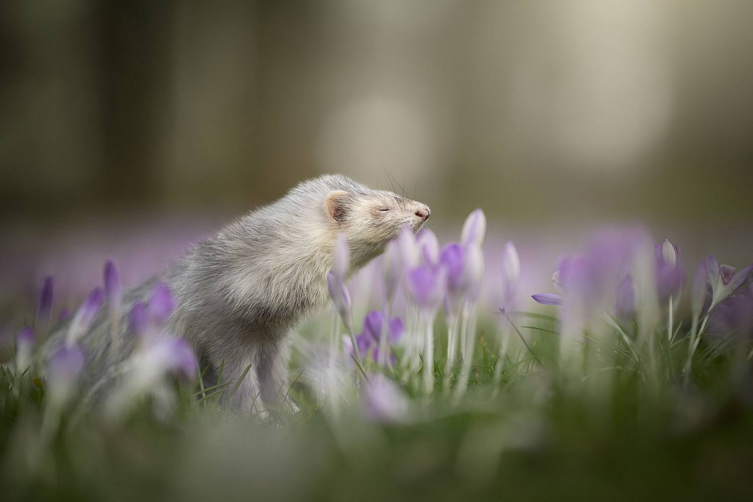 NLS Dierenfotografie