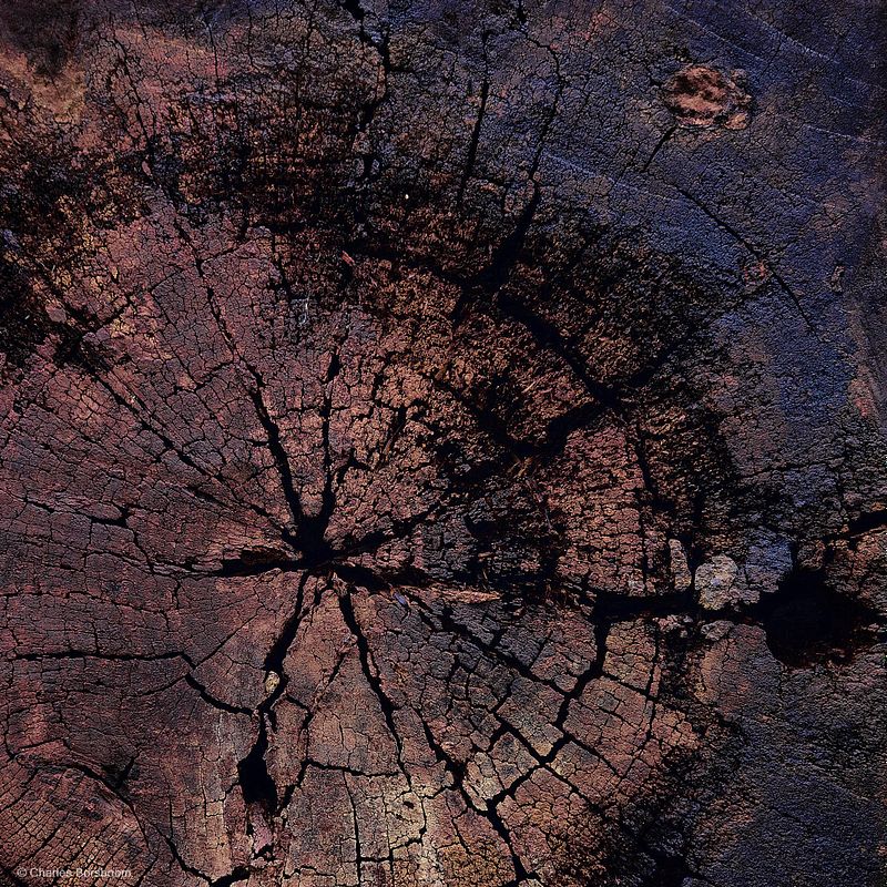 Abstracte natuurfotografie (4 juli 2026)