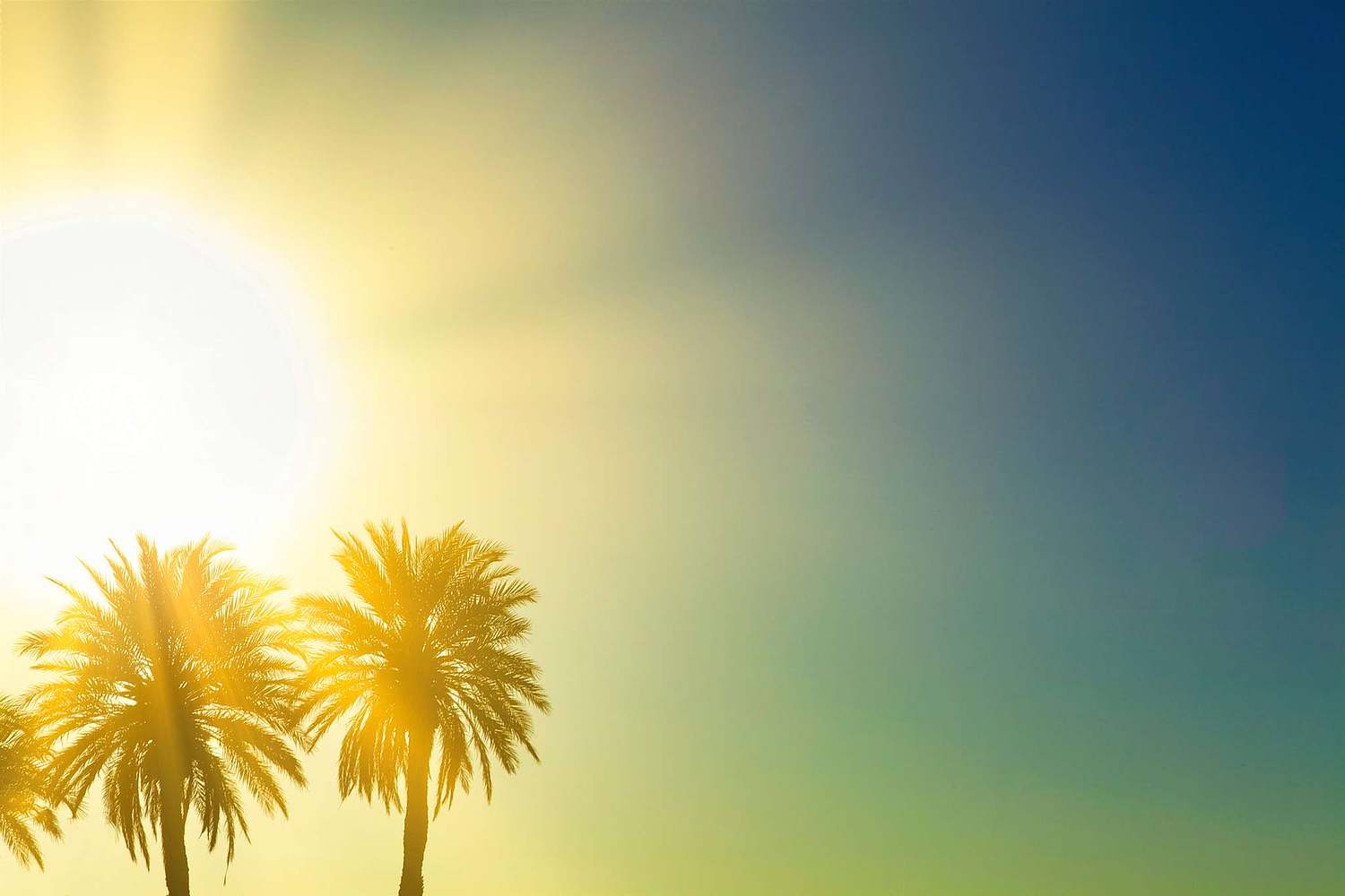 Sahara Desert Palm Trees With Sun Burst in Background