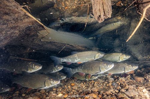 Squalius cephalus – Döbel