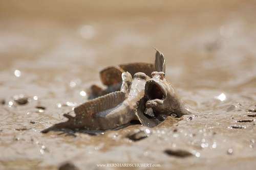 Boleophthalmus pectinirostris - Blue spotted mudskipper