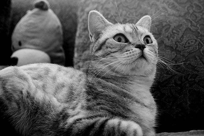 Zwart-witte kattenfotografie