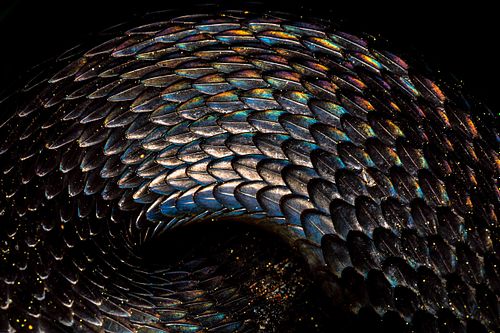 Vipera berus - European common Adder