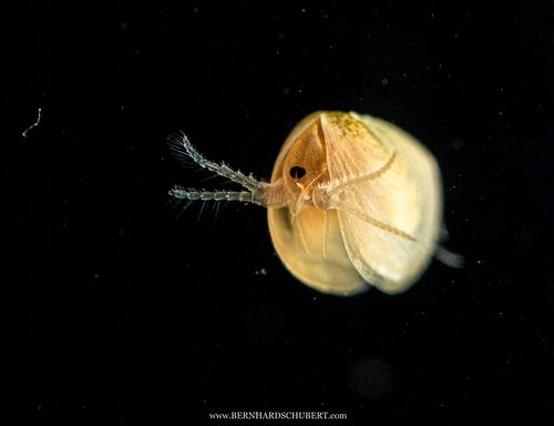 Leptestheria dahalacensis – Steppen-Muschelschaler
