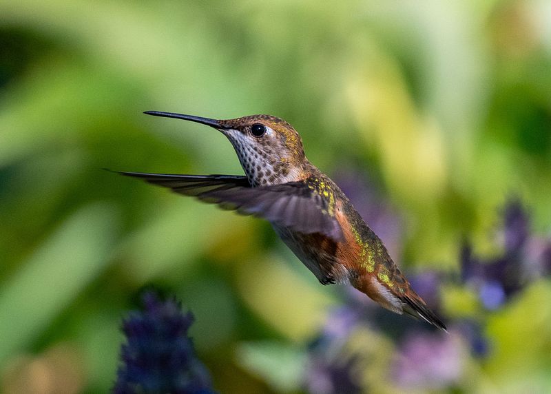 Our Fine Feathered Friends