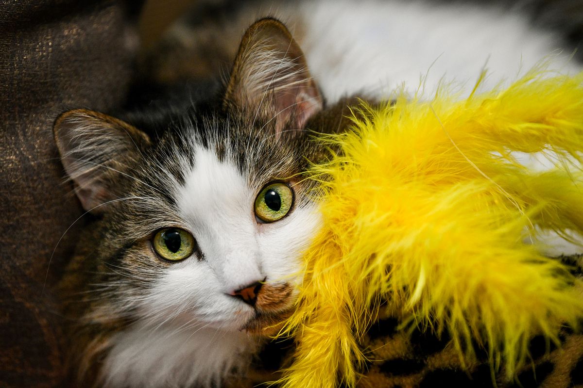 Cat sitting in cat bed with a yellow feather toy.