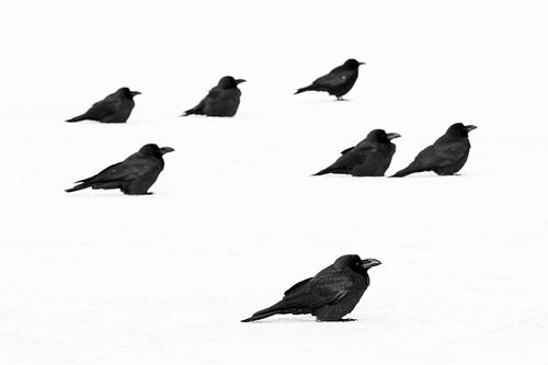 Corvus macrorhynchus japonensis - Large-billed crow