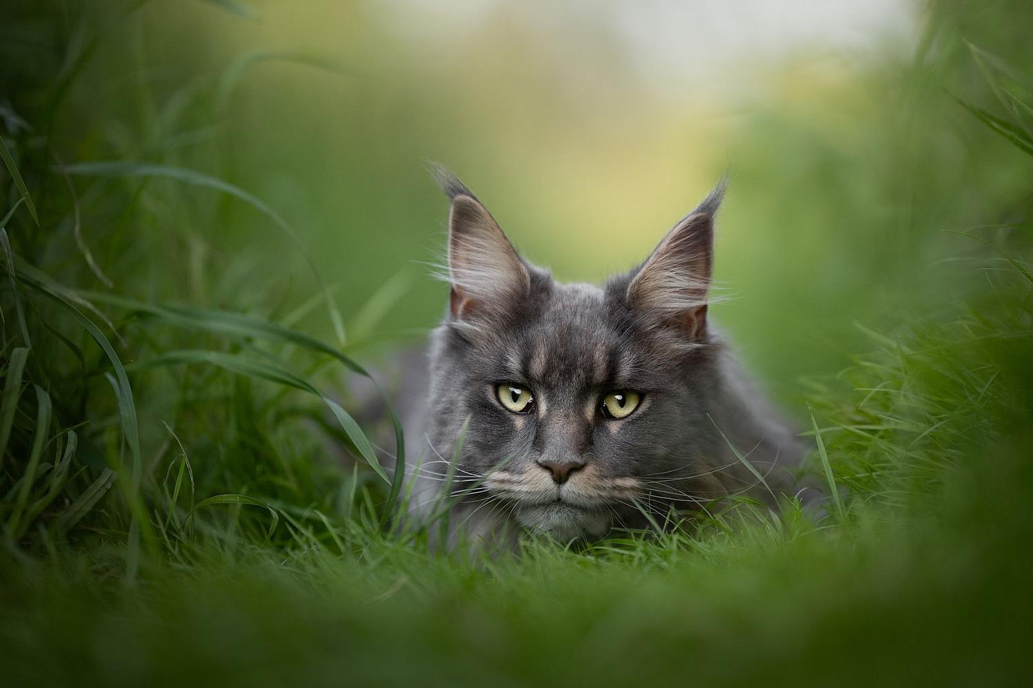 NLS Dierenfotografie