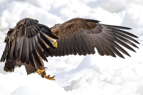 White-tailed Eagle with it's wings stretched