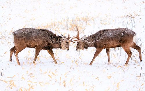 Cervus nippon yesoensis - Yezo sika deer