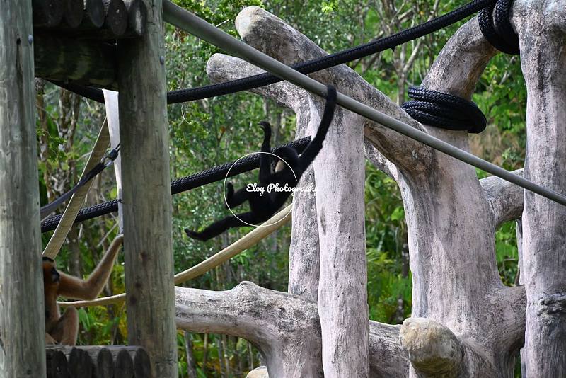 Gibbons
