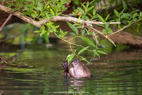 Castor fiber -Eurasian beaver