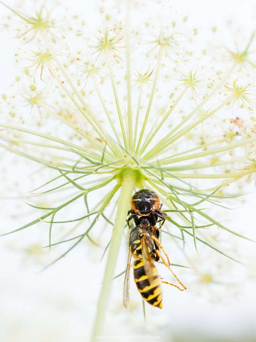 Synema globosum - Napoleon-Spinne mit Beute