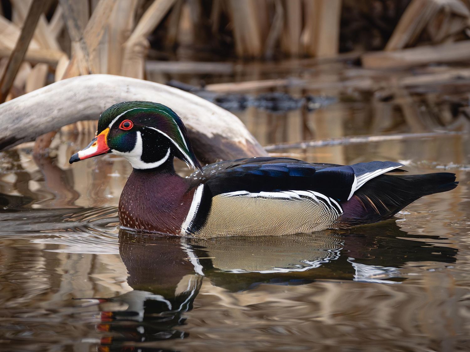 Waterfowl Gallery by Peter Weymouth Nature Photography