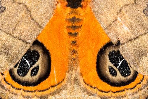 Eyes of a Moth